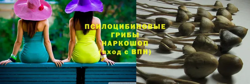 где купить   Кушва  Галлюциногенные грибы Psilocybine cubensis 